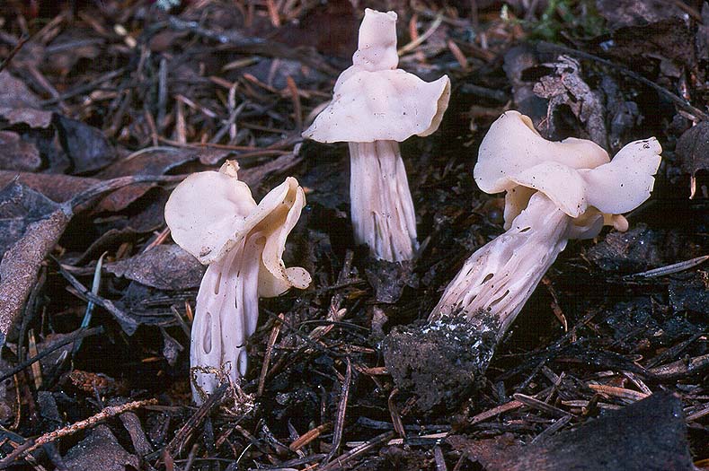Helvella crispa